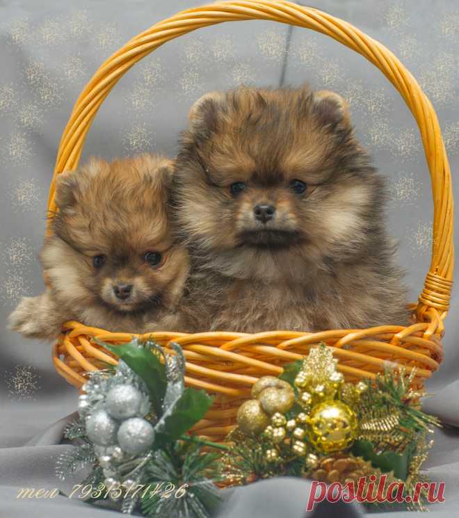 Елена Полярная