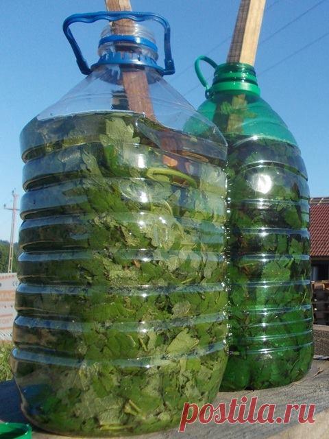 Huerto. Подготовьте свой собственный мацерированного крапиву