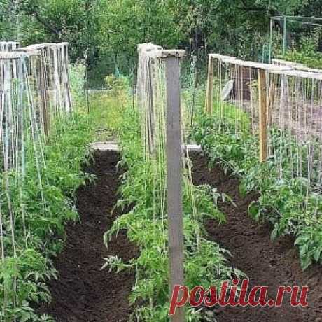 СОВЕТЫ БЫВАЛОГО ОГОРОДНИКА