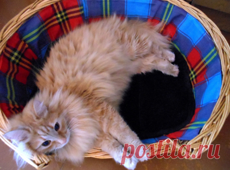 Отдых после игры