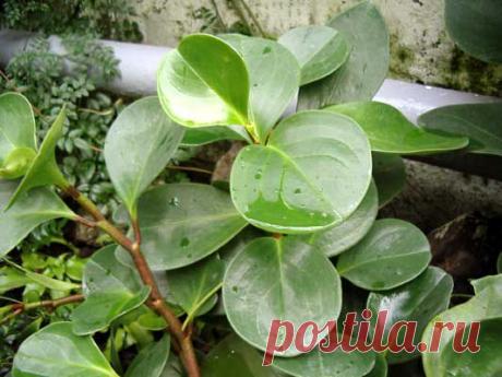 Невесты, жены, мамочки и все-все-все г. Барановичи! Общение) - Просмотр темы • Prazdnik.by