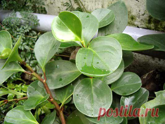 Невесты, жены, мамочки и все-все-все г. Барановичи! Общение) - Просмотр темы • Prazdnik.by