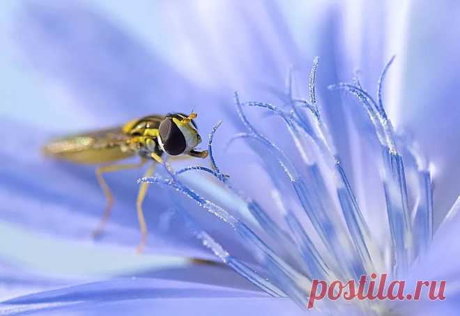 Макросъемка Цикория Изучаем особенности строения цветов и наслаждаемся совершенной красотой природы!