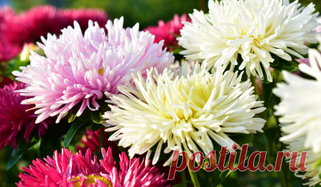 Когда сажать астры в 2021 году на рассаду и в открытый грунт: благоприятные дни посадки по лунному календарю Астры – одни из самых неприхотливых цветов. Их можно высевать сразу в открытый грунт или выращивать рассадой. Почему существует два варианта как сажать астры и какой способ лучше? Выясним вместе с экспертами