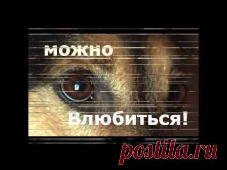 Песня брошенных собак