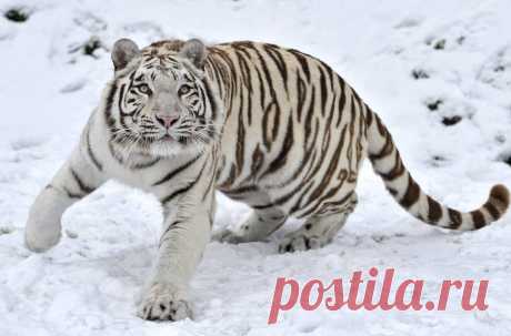 Download Tiger Wallpaper Over 50+ high-definition Tiger wallpapers for free download! Customize your desktop, mobile phone and tablet with our Tiger wallpapers now!