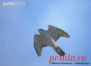 arkive wildlife: 1 тыс изображений найдено в Яндекс Картинках