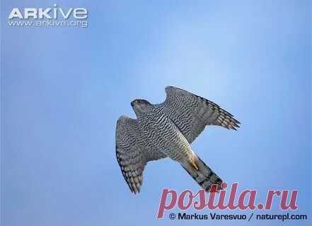 arkive wildlife: 1 тыс изображений найдено в Яндекс Картинках