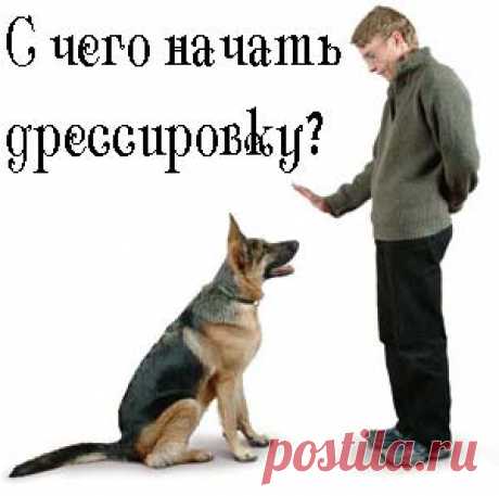 Самостоятельная дрессировка собак. Как дрессировать собаку самому и с каких команд начать?