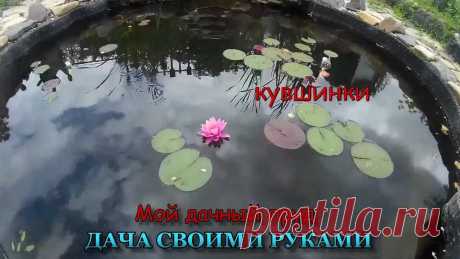 Пруд на даче своими руками. Оформление пруда. Кувшинки. Водяная лилия, кувшинка обворожительное водное растение, привлекательный постоялец дачных ландшафтов, имеющий неземную красоту. ☺ Используя для посадки водны...