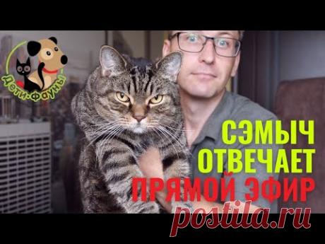 Ответы на вопросы о кошках и собаках 02.02.2025