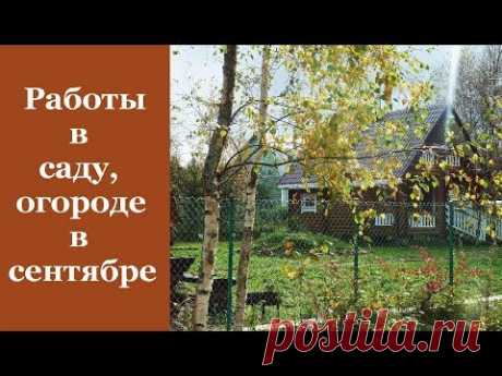 Дачникам: основные работы в саду и огороде в сентябре