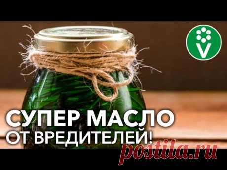 СНОГСШИБАТЕЛЬНОЕ СРЕДСТВО ОТ ТЛИ и БЕЛОКРЫЛКИ! Усиленный рецепт от вредителей и болезней растений