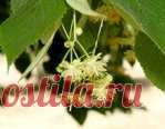 ЛИПА НА ПОМОЩЬ -СУСТАВЫ, ШПОРЫ, КОСТОЧКИ НА НОГАХ