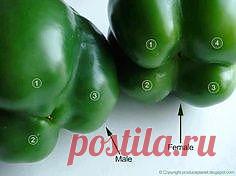 Я никогда не знал этого! Переверните болгарским перцем, чтобы проверить их пола. Те, с четырьмя ударов составляют женщины и те, с трех ударов составляют мужчины. Самка перца полны семян, но слаще и лучше едят сырыми и мужчин лучше для приготовления пищи.