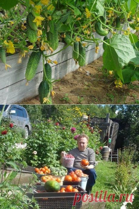 Урожайная грядка-короб от Игоря Лядова