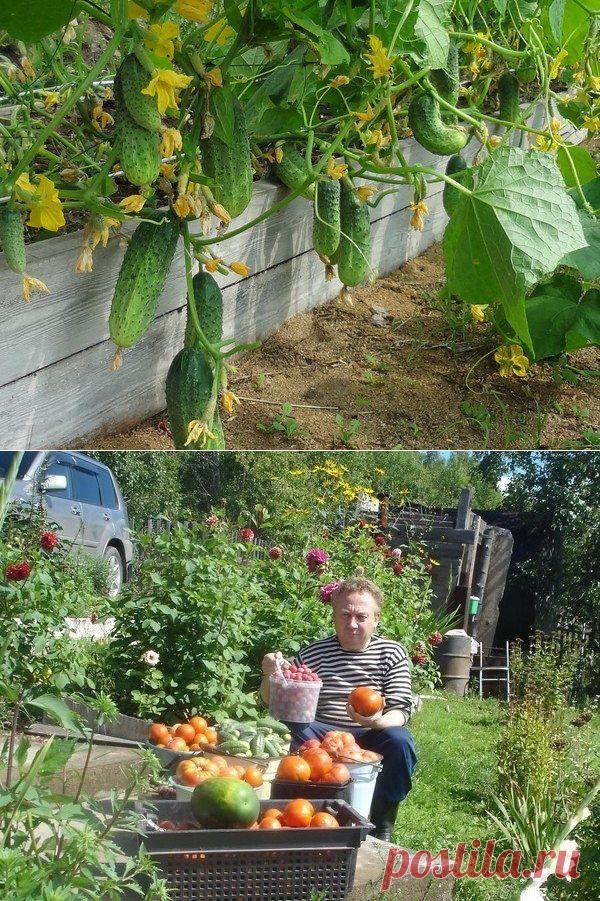 Урожайная грядка-короб от Игоря Лядова