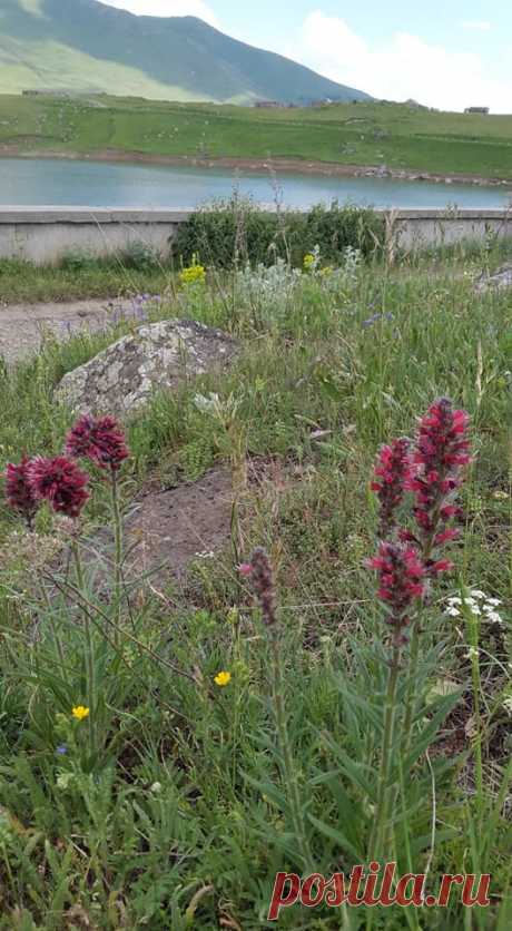Ծաղկունք🌼
Յուրահատուկ հմայք,հոտ ու տեսք ունեն նաև հայրենի իմ բնաշխարհի ալպիական ծաղիկները....այս անմահական գեղեցկությունը տեսնելու համար ասում են մի փոքր էլ քո մեջ պետք է կրես այդ գեղեցիկից:
Գեղեցիկը դա ձևի և բովանդակության ներդաշնակությունն է:Գեղեցիկը պետք է տեսնել ամենուր, ամեն ինչում...ու մեր կյանքում: Գեղեցիկ ապրելը մեծագույն հաճույք է

Լուսավորիչ Դիդրոն գեղեցիկի մասին ասել է.«Մարդու կամքից անկախ ամեն ինչ գեղեցիկ է»: