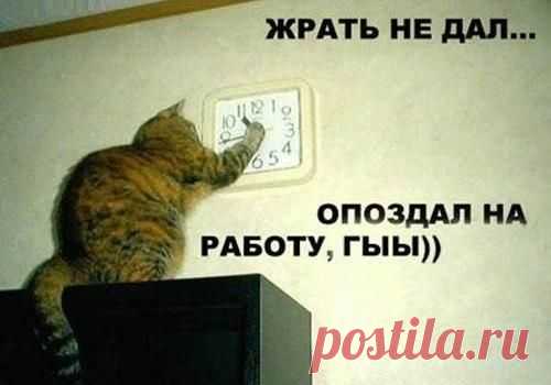 котики Поиск