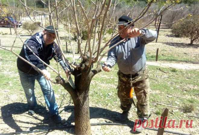 К возрождению экзотического участка «Массандры» привлечена наука