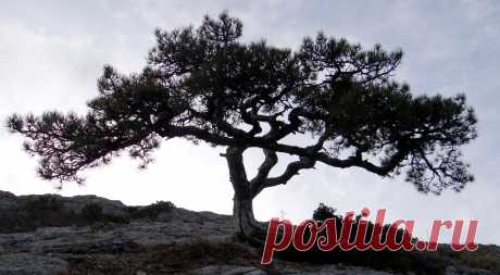 Эндемик Нового Света.