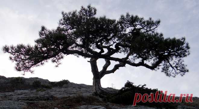 Эндемик Нового Света.