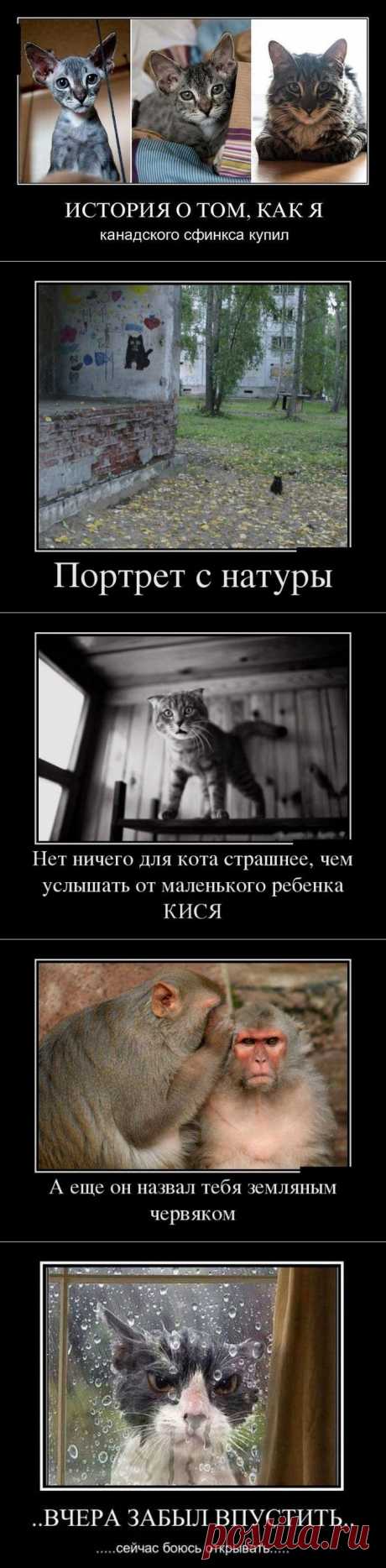 Подборка демотиваторов, которые поднимут вам настроение!