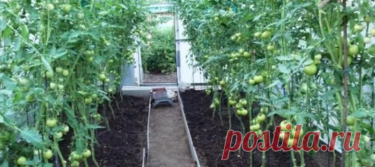 Уход за томатами в теплице из поликарбоната | Домашняя ферма