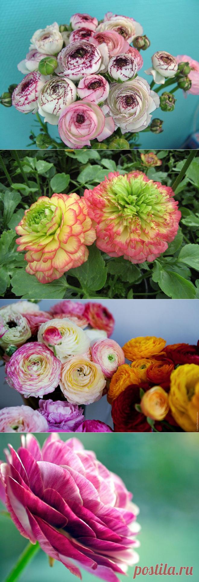 Азиатские лютики. Ранункулюсы — розы весны | Newpix.ru - позитивный интернет-журнал