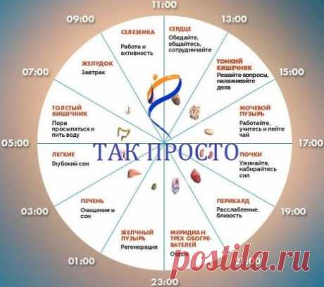 ЕСЛИ НЕ СПИТСЯ В ОДНО И ТО ЖЕ ВРЕМЯ, ОРГАНИЗМ ПРОСИТ О ПОМОЩИ!!
У бессонницы своё расписание. Если вы заметили, что все чаще стали просыпаться по ночам или под утро, и в одно и то же время, это серьезный сигнал от организма, который просит помощи. Дело в том, что мы живем по собственным биологическим часам, и это расписание установлено природой. В каждый промежуток времени включаются активные фазы каких-то органов, соответственно, и пассивные стадии других. Потому и говорят, что ночью обязатель