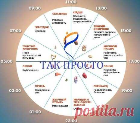 ЕСЛИ НЕ СПИТСЯ В ОДНО И ТО ЖЕ ВРЕМЯ, ОРГАНИЗМ ПРОСИТ О ПОМОЩИ!!
У бессонницы своё расписание. Если вы заметили, что все чаще стали просыпаться по ночам или под утро, и в одно и то же время, это серьезный сигнал от организма, который просит помощи. Дело в том, что мы живем по собственным биологическим часам, и это расписание установлено природой. В каждый промежуток времени включаются активные фазы каких-то органов, соответственно, и пассивные стадии других. Потому и говорят, что ночью обязатель