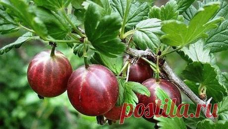 Сохраните советы. КАК ВЫЛЕЧИТЬ КРЫЖОВНИК ОТ МУЧНИСТОЙ РОСЫ

Первым делом обрежьте и уничтожьте больные концы ветвей, а также пораженные ягоды. Куст необходимо срочно лечить.
Есть несколько эффективных способов.
1. Многие специалисты советуют произвести опрыскивание препаратами Топаз, Тилт. Разумеется, в вечернее время. Постарайтесь, чтобы «лекарство» попадало на обе стороны листьев.
2. Можно обработать крыжовник раствором кальцинированной соды (50 г соды, 50 г мыла на 10 л...