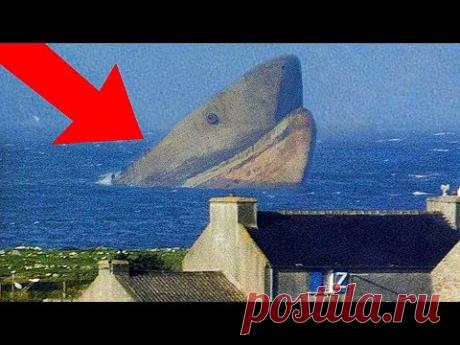 5 Доказательств Того, что Мегалодон До Сих Пор Жив - YouTube