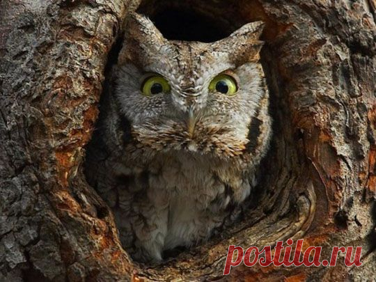 Сова, филин. Фото. Картинки. Видео