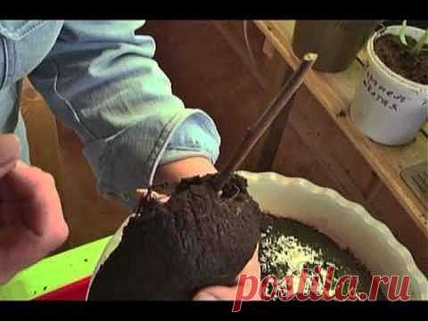 Еще дачные советы от Галины Старосельцевой.Видео..