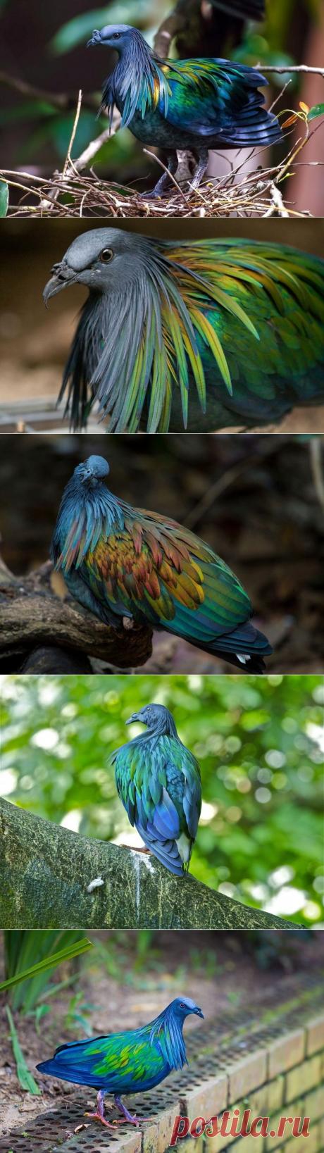 Гривистый голубь, один из самых красивых видов.