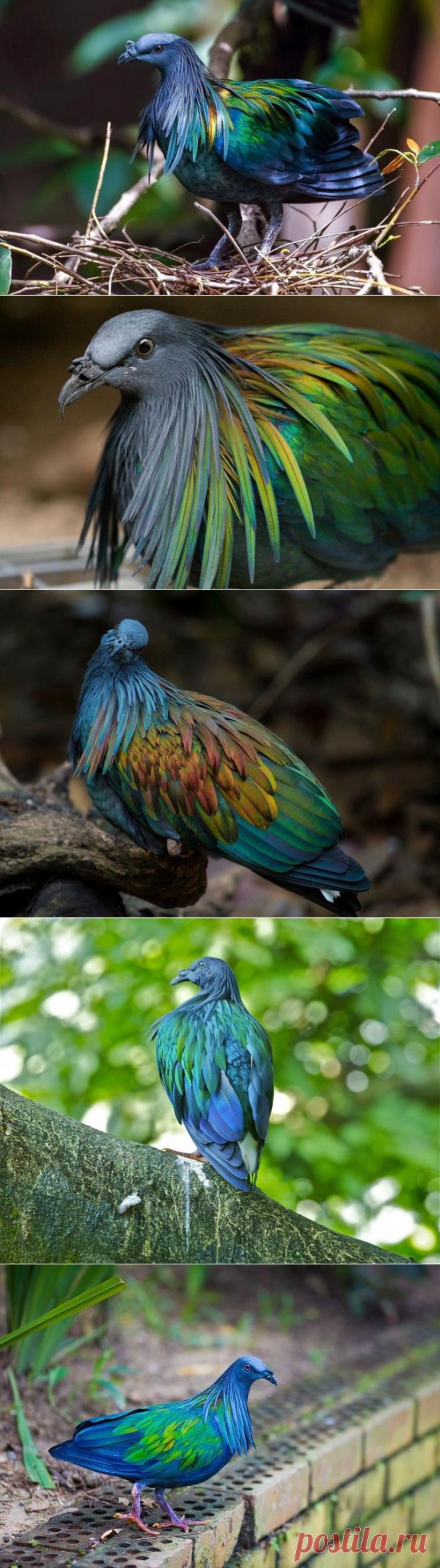 Гривистый голубь, один из самых красивых видов.