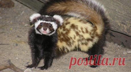 Зверек — перевязка | Журнал "JK" Джей Кей