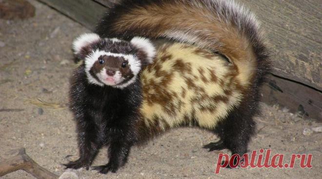 Зверек — перевязка | Журнал 