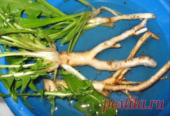 Одуванчик - ЭЛИКСИР ЖИЗНИ А КАКОЕ ЛЕКАРСТВО!!!
Лекарственный одуванчик — растение неприхотливое, но содержащее в себе добрую половину химических элементов таблицы Менделеева.
Натрий, калий, марганец, магний, алюминий, железо, медь, кальций, а также витамины А, С, F и группы В.
Издавна за одуванчиком закрепился статус «эликсира жизни», обладающего болеутоляющим, желчегонным, мочегонным, потогонным, противовоспалительным и тонизирующим действиями.
Во Франции его разводят на плантациях. Листья ег