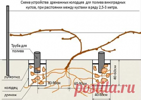 Выращивание винограда. Правила и особенности