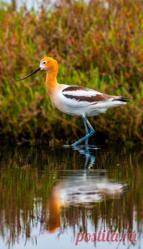 American Avocet