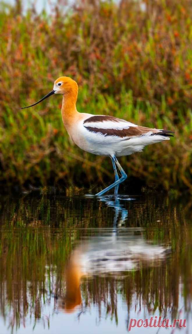 American Avocet