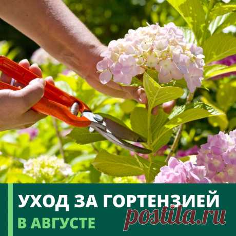 🌿УХОД ЗА ГОРТЕНЗИЕЙ В АВГУСТЕ. ПОСАДКА ГОРТЕНЗИИ В ГРУНТ🌿 | Гринвилль | Дзен