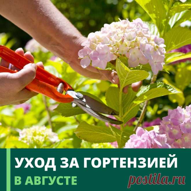 🌿УХОД ЗА ГОРТЕНЗИЕЙ В АВГУСТЕ. ПОСАДКА ГОРТЕНЗИИ В ГРУНТ🌿 | Гринвилль | Дзен