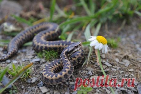 Как избавиться от змей на дачном участке | Выживи сам