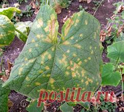 Болезни огурцов и борьба с ними