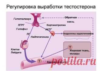 Вести.Ru: Очередной заговор российских аптек