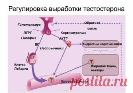 Вести.Ru: Очередной заговор российских аптек