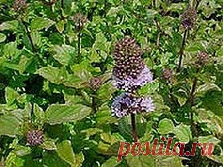 Мята целебными свойствами богата | Друг пенсионера
Я — заядлая дачница. Моя бы воля — я бы перебралась и вовсе жить в деревню, а так переезжаю на дачу только на лето.